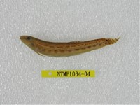 藏品(中華鰍)的圖片